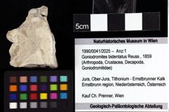 Foto (Objket + Etiketten) von Goniodromites bidentatus (Reuss, 1859) 